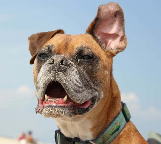 A boxer dog's with his mouth open, beach sand on his face and one ear up. 