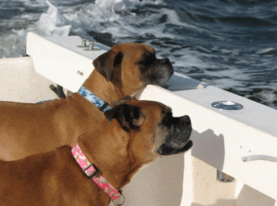 Two boxer dogs on a boat looking at the water from the side of the boat.