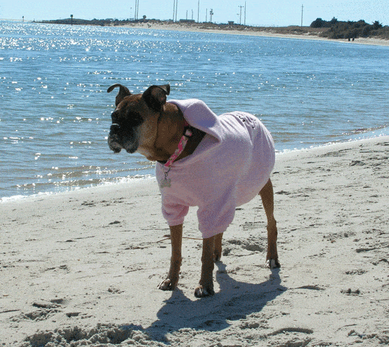 A boxer dog on the beach wearing a pink sweater.