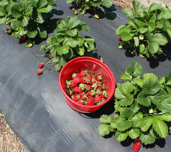A red bucket half filled with fresh strawberries beside strawberry plants.