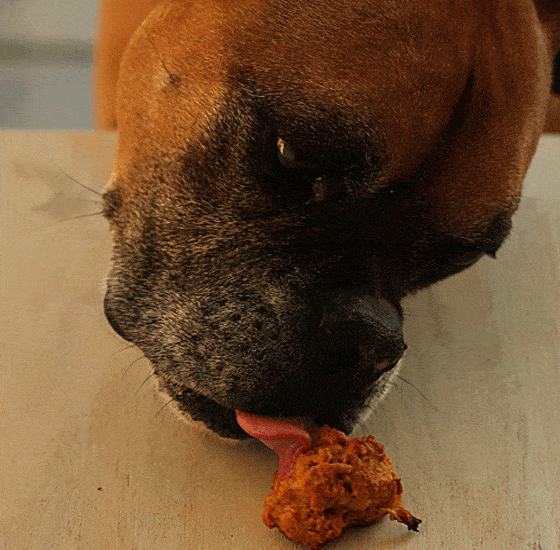 A boxer dog licking a dog treat