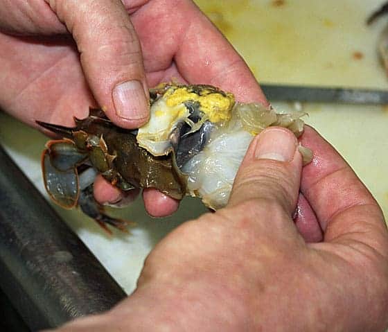 A pair of hands holding a crab and cleaning it.