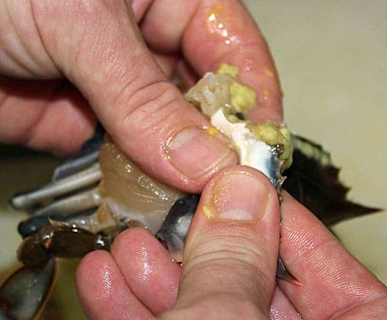 Two thumbs squeezing the yellow fat out of a crab during cleaning.