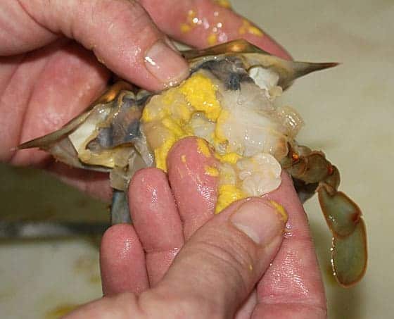 Two hands holding a crab during the cleaning process.