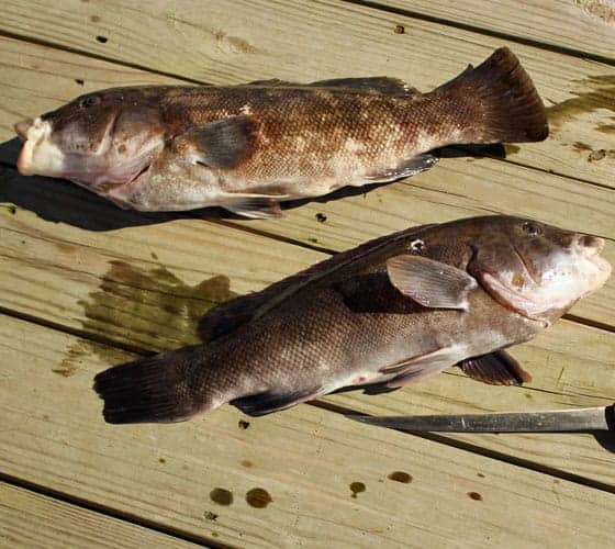 Overhead view of Tautog (Tog) fish on a wooden dock by a filet knife.