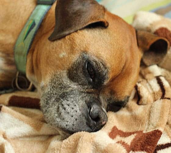 A boxer dog laying his head on a brown patterned blanket.