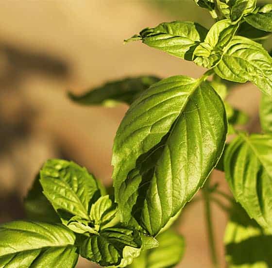 Closeup view of leaves on a basil plant.