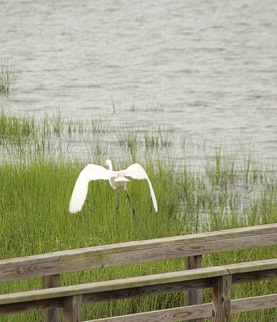 A white heron flying by a dock over marsh grass.