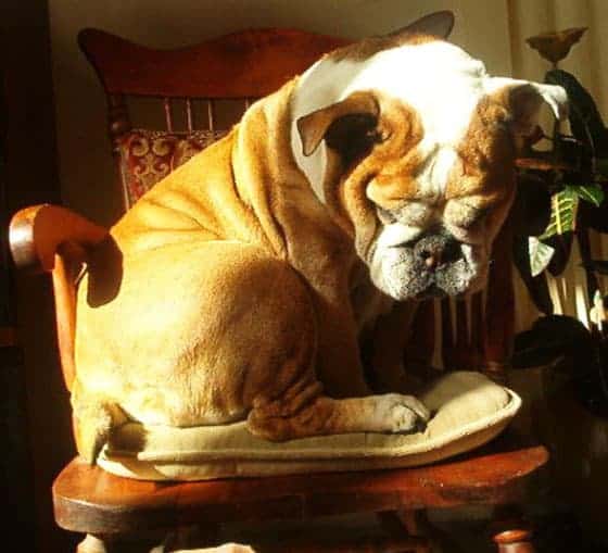 A brown and white bulldog sitting in a wooden rocking chair looking down.