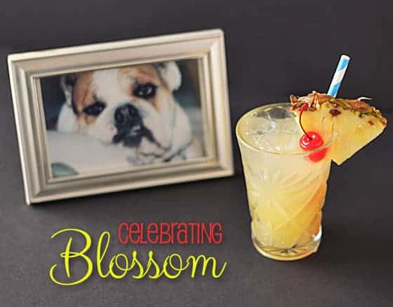 A yellow cocktail with a framed photograph of a bulldog in background.  Text at bottom of image.