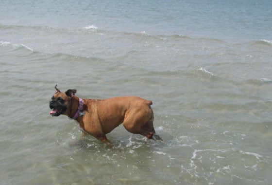 A fawn boxer dog wearing a pink collar playing in the water.