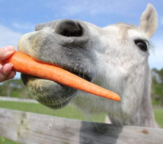 A white horse being handed a carrot in its mouth.