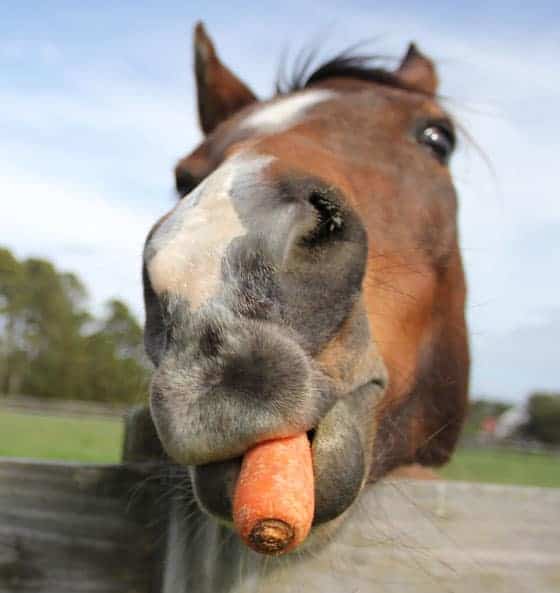 A closeup of a brown horse's face. The horse has a carrot in its mouth.