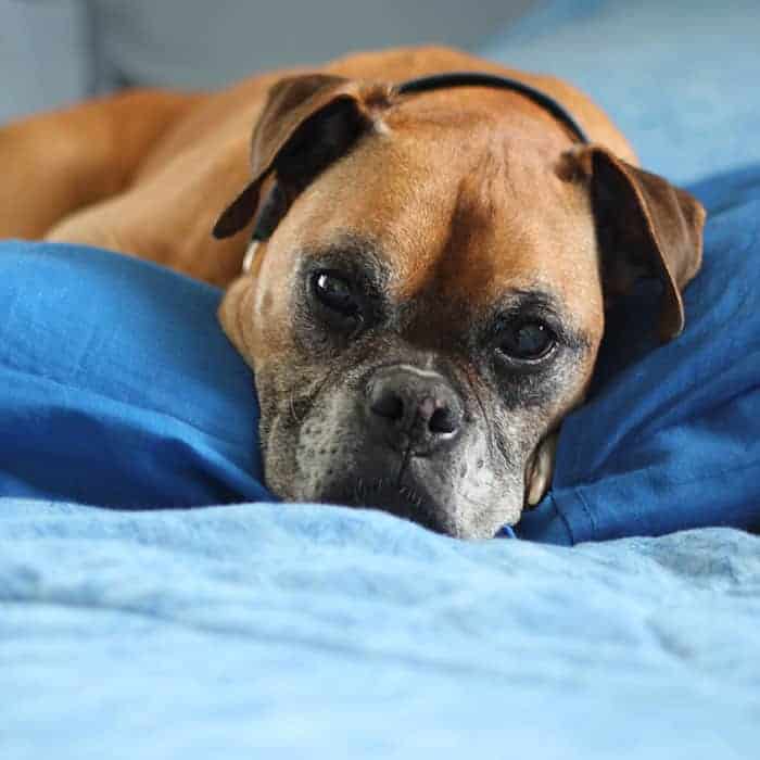 A fawn boxer dog with his face on a blue blanket