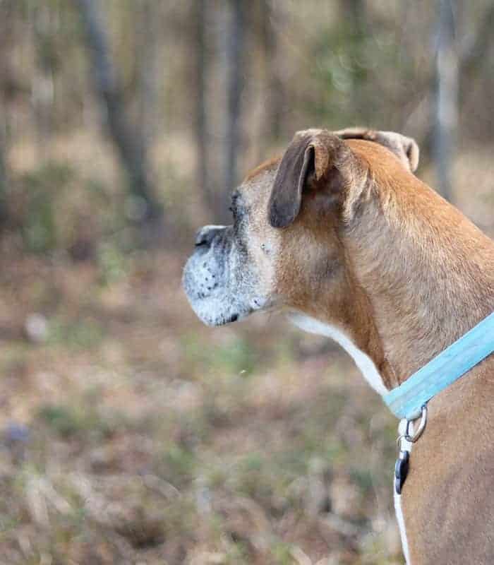 A side view of a fawn boxer dog wearing a blue collar. Woods are in the background.