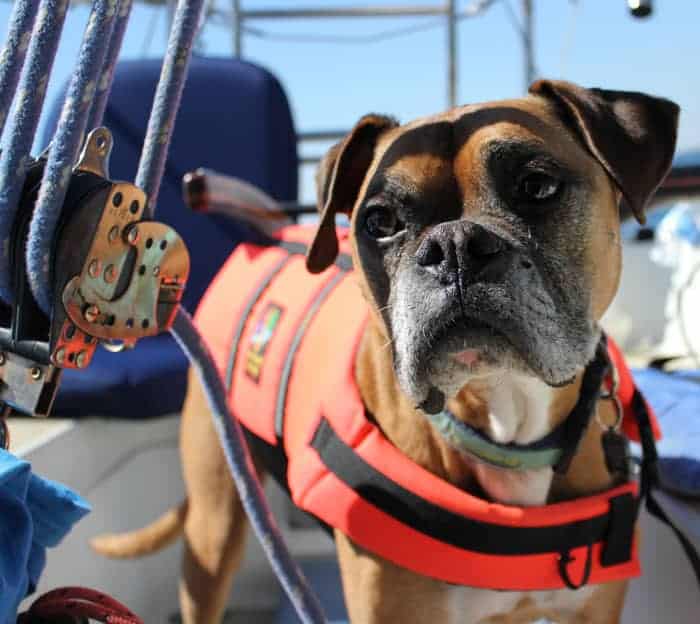 A fawn boxer dog wearing an orange life preserver on a sailboat.