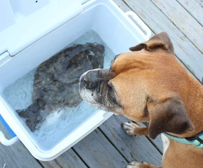 A fawn boxer dog looking over a cooler with ice and a flounder fish in it.