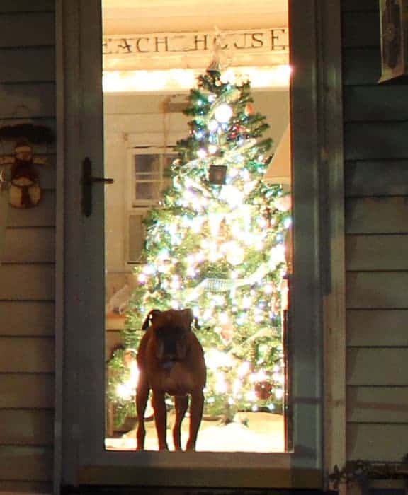 A boxer dog standing at a glass front door with a lit Christmas tree in the background.