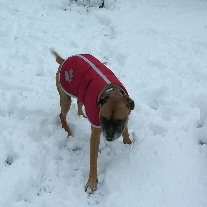 A fawn boxer dog wearing a red coat in the snow.