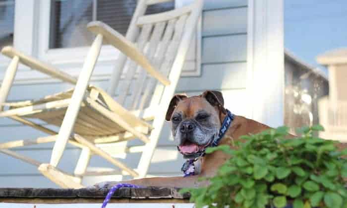 A fawn boxer dog laying on a front porch with a rocking chair in the background.