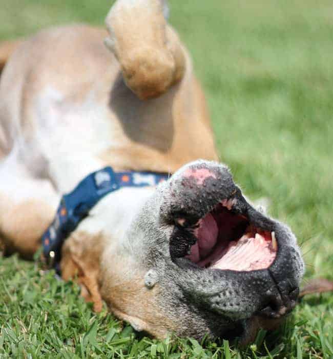 A boxer dog laying on his back on the grass with his mouth open.