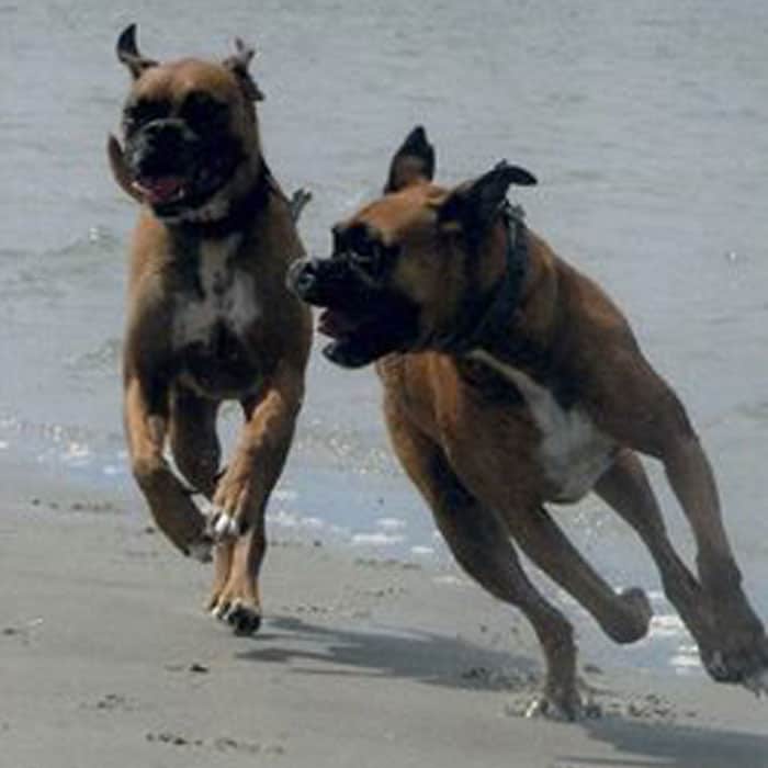 Two fawn boxer dogs running and playing on the beach with water in the background.