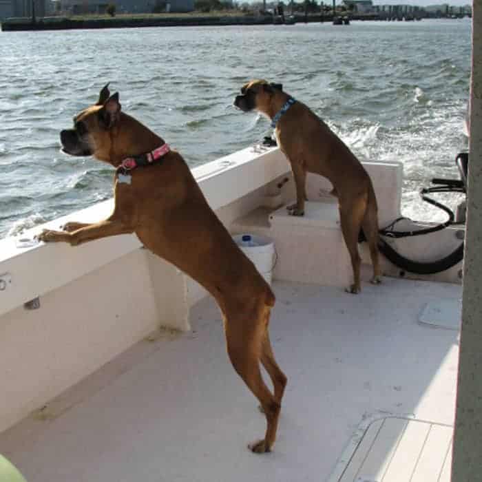 Two fawn boxer dogs with their paws up on the side of a boat looking at the water.