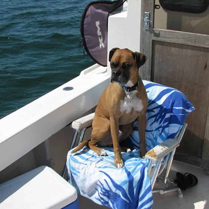 A fawn boxer dog sitting in a white boat chair on a boat