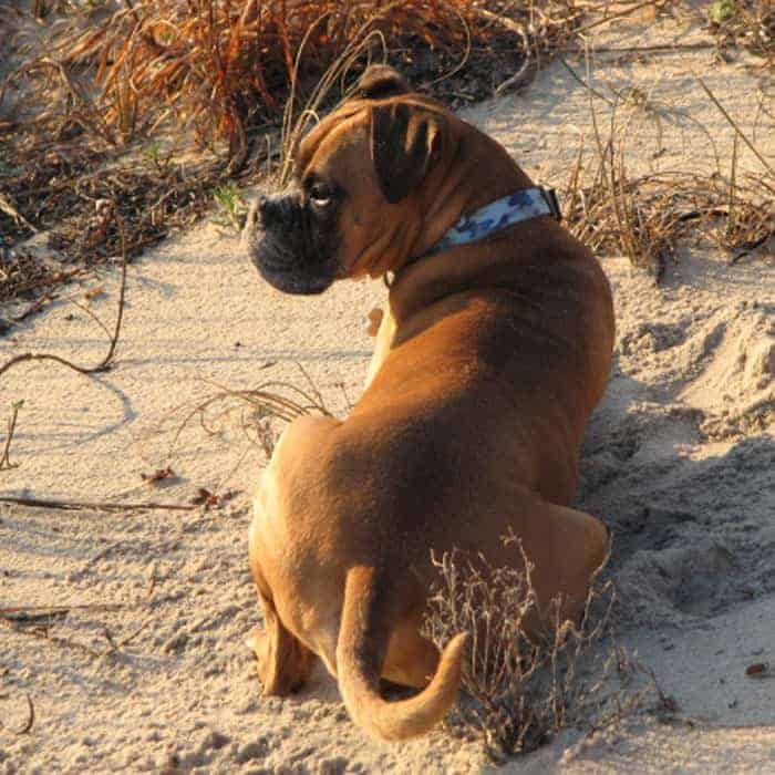 A fawn boxer dog with a tail laying in the sand on the beach.
