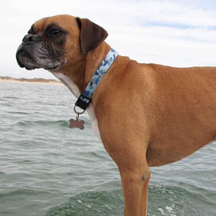 A fawn boxer dog wearing a blue camouflage collar standing in water.