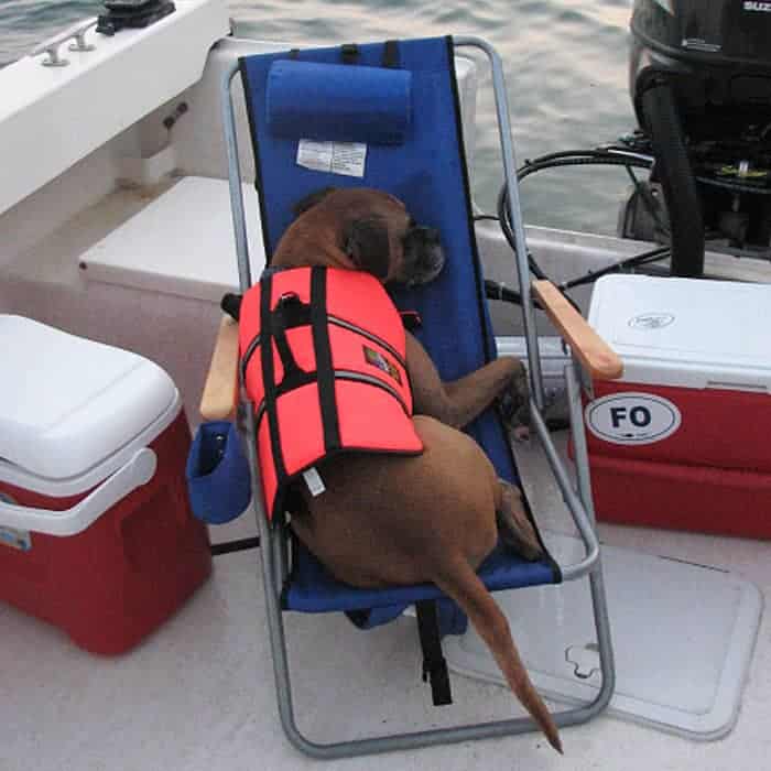 A fawn boxer dog wearing an orange life preserver laying in a blue chair on a boat.