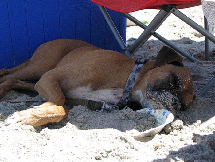 A fawn boxer dog laying in the sand on the beach