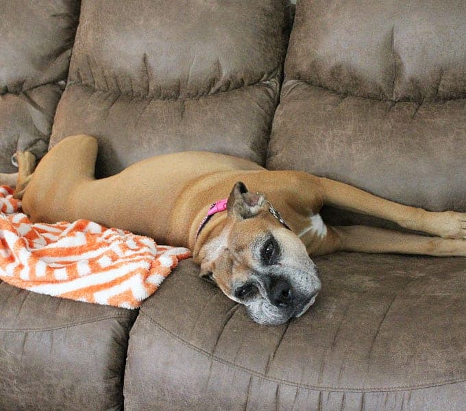 A fawn boxer dog laying on an orange and white blanket on a brown sofa.