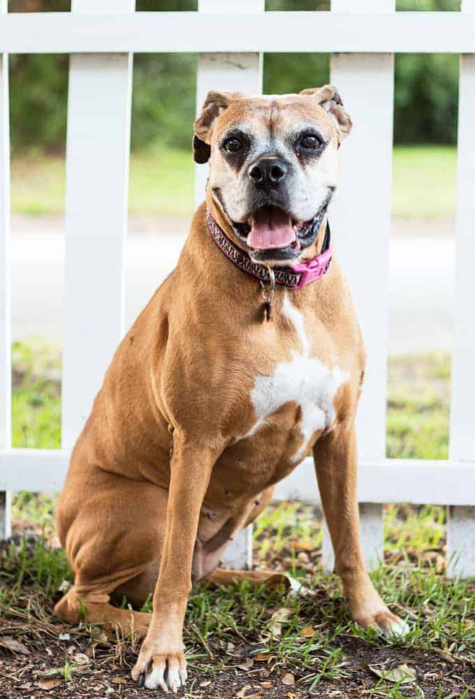 A fawn senior boxer dog sitting in front of a white picket fence.
