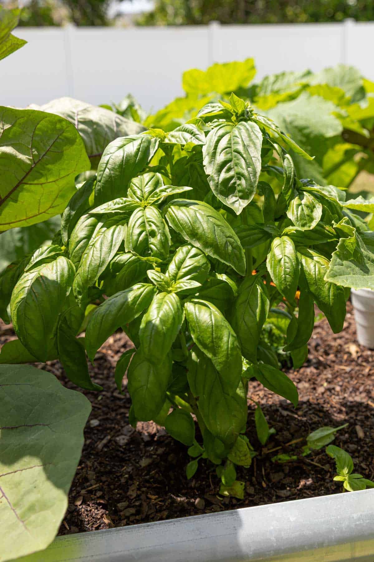 Front view of a basil plant in a raised bed garden.