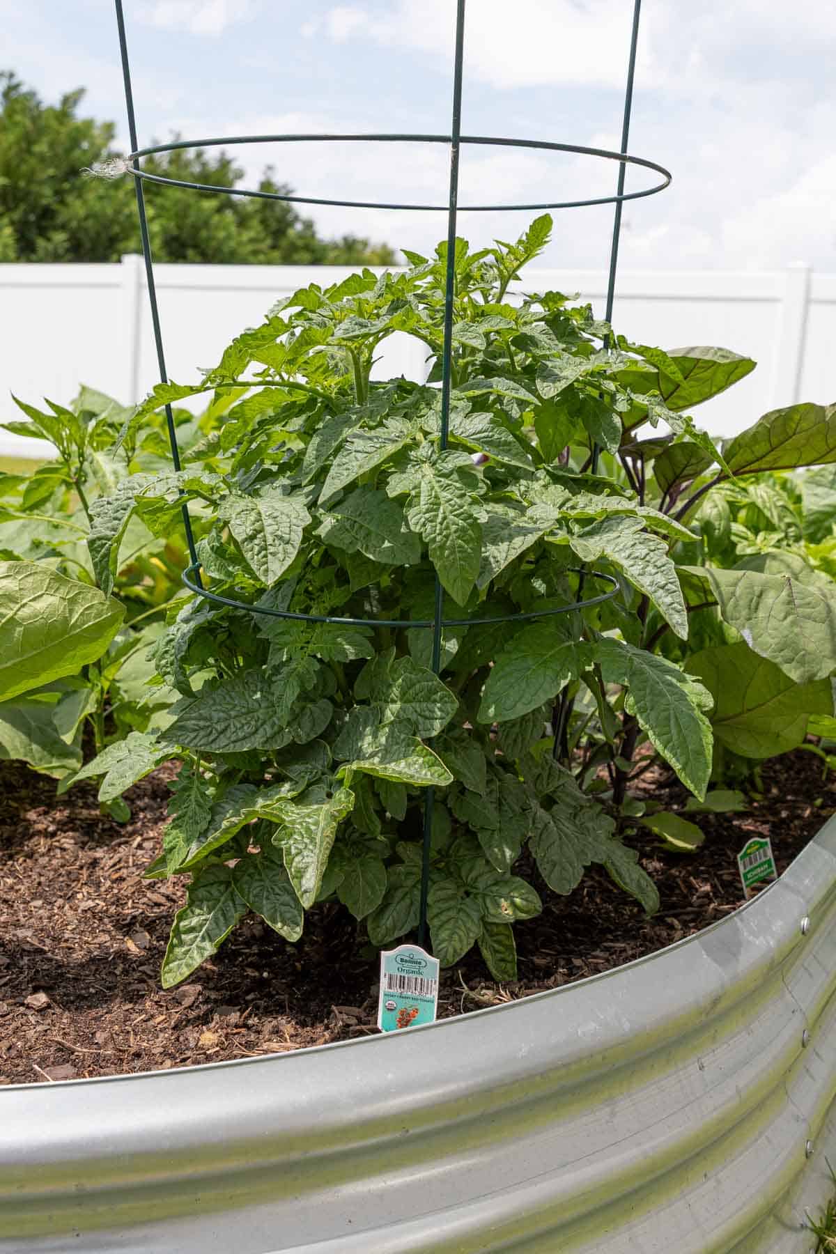 Front view of a cherry tomato plant in tomato cage in a raised bed garden.
